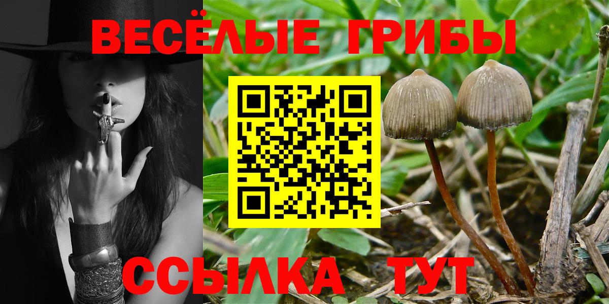 закладки  Ачхой-Мартан  Галлюциногенные грибы Psilocybe 